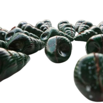 Paan